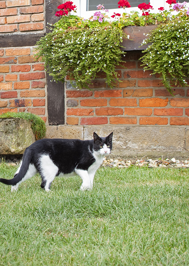 katze tierarzt berenbrock farwick katze tierarzt berenbrock farwick