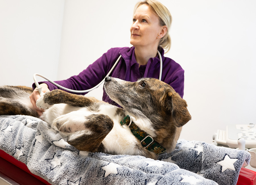 Tierarztpraxis im Berenbrock - Dr. Nadine Farwick ultraschall beratung tierarztpraxis berenbrock