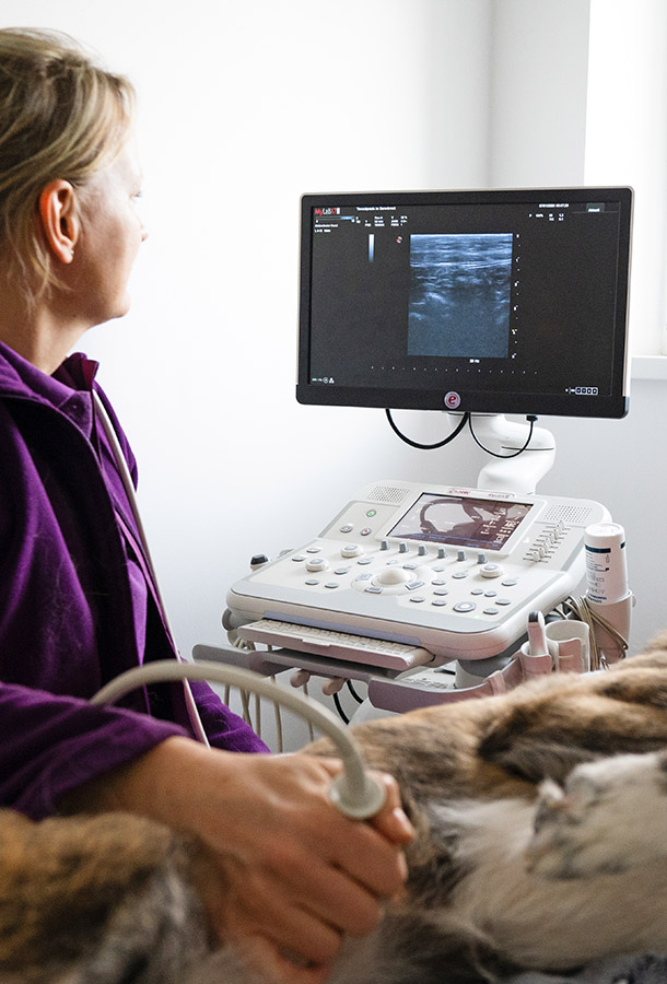 Tierarztpraxis im Berenbrock - Dr. Nadine Farwick ultraschall tierarzt berenbrock
